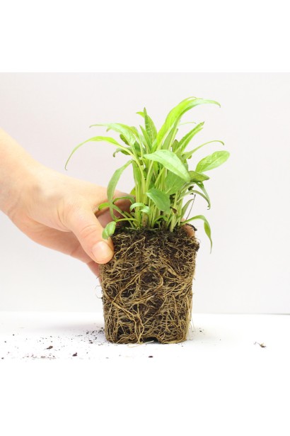 Обреция Каскад Ред корневая система саженца